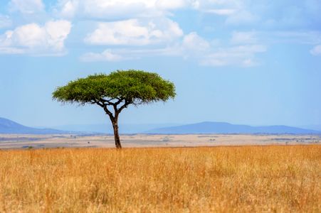 Lone Acacia Tree — 400-piece jigsaw puzzle