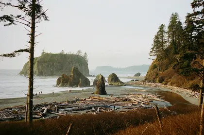 Coastal Driftwood Scene — 300-piece jigsaw puzzle