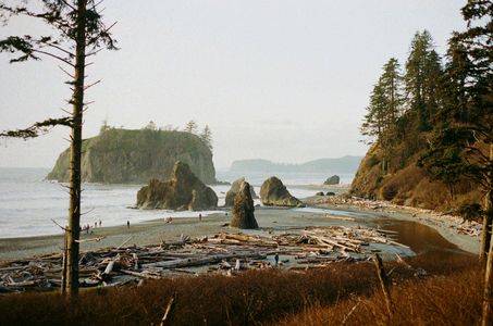 Coastal Driftwood Scene — 300-piece jigsaw puzzle