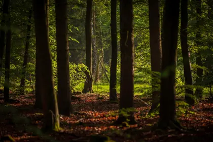 Sunlit Forest Pathway — 500-piece jigsaw puzzle
