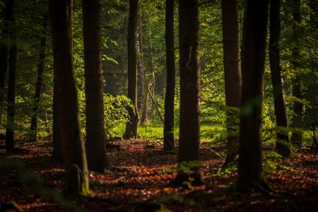 Sunlit Forest Pathway — 500-piece jigsaw puzzle