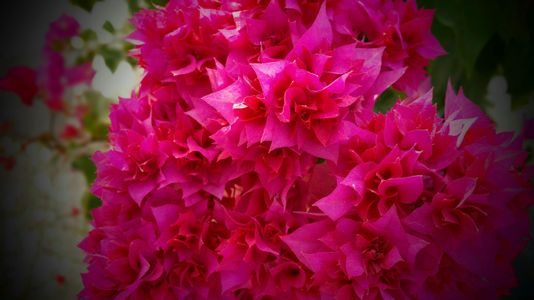 Vibrant Pink Blossoms — 150-piece jigsaw puzzle