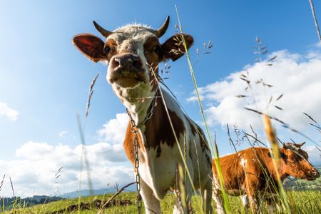 Curious Cow Perspective — 400-piece jigsaw puzzle