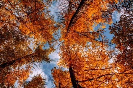 Golden Autumn Canopy — 400-piece jigsaw puzzle