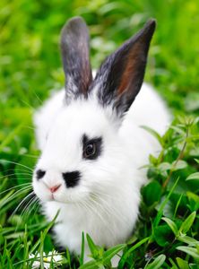 Bunny in the Meadow — 150-piece jigsaw puzzle