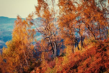 Golden Autumn Forest — 300-piece jigsaw puzzle