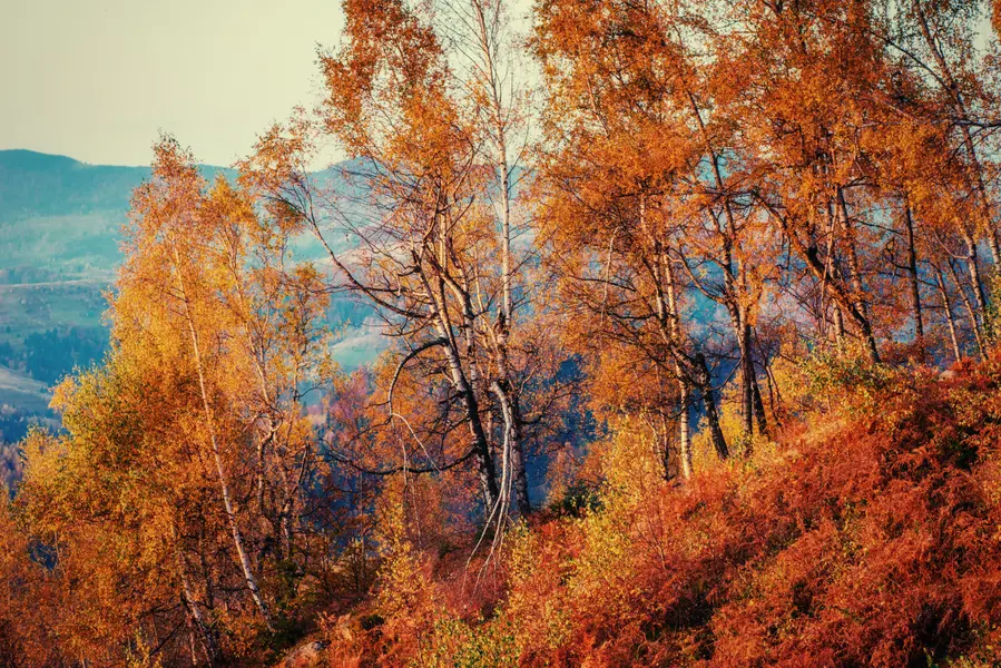 Golden Autumn Forest — 300-piece jigsaw puzzle