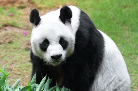 Curious Panda Gaze — 100-piece jigsaw puzzle