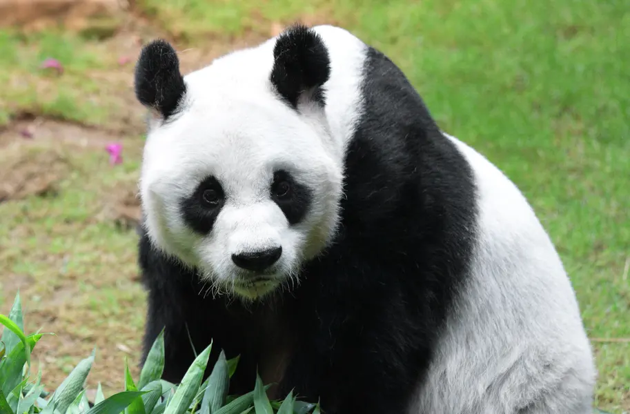 Curious Panda Gaze — 100-piece jigsaw puzzle