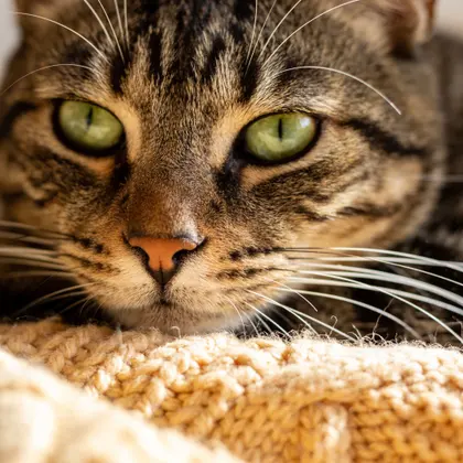 Close Up Tabby Cat — 25-Teile-Puzzle