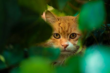 Feline in Foliage — 200-piece jigsaw puzzle