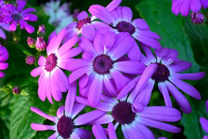Violet Blossoms — 500-piece jigsaw puzzle