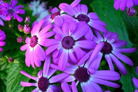 Fiori violetti — puzzle da 500 pezzi