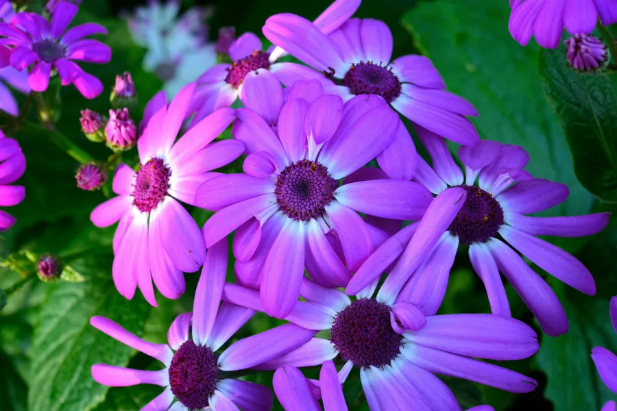 Fiori violetti — puzzle da 500 pezzi