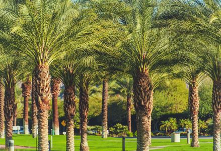 Grove of Palms — 100-piece jigsaw puzzle