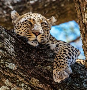 Leopard in Repose — 100-piece jigsaw puzzle