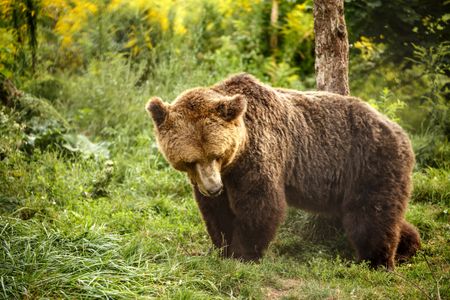 Majestic Brown Bear — 300-piece jigsaw puzzle