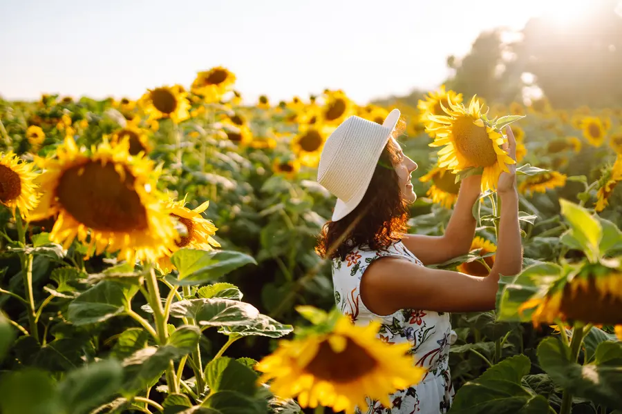Sunlit Sunflower Field — 150-piece jigsaw puzzle