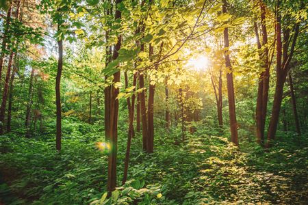 Sunlit Forest Escape — 100-piece jigsaw puzzle
