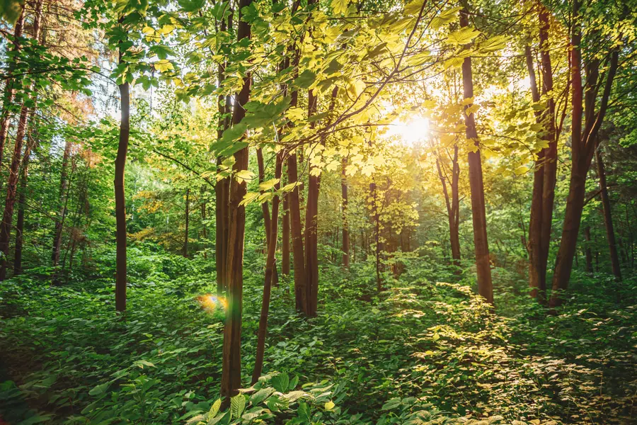 Sunlit Forest Escape — 100-piece jigsaw puzzle