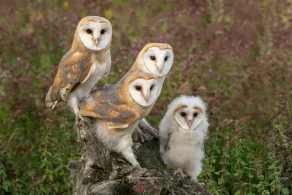 Family of Barn Owls — 500-piece jigsaw puzzle