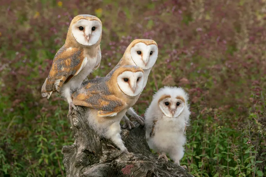 Family of Barn Owls — 500-piece jigsaw puzzle