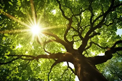 Sunlit Canopy — 300-piece jigsaw puzzle