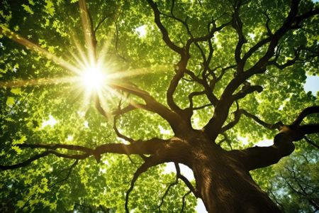Sunlit Canopy — 300-piece jigsaw puzzle