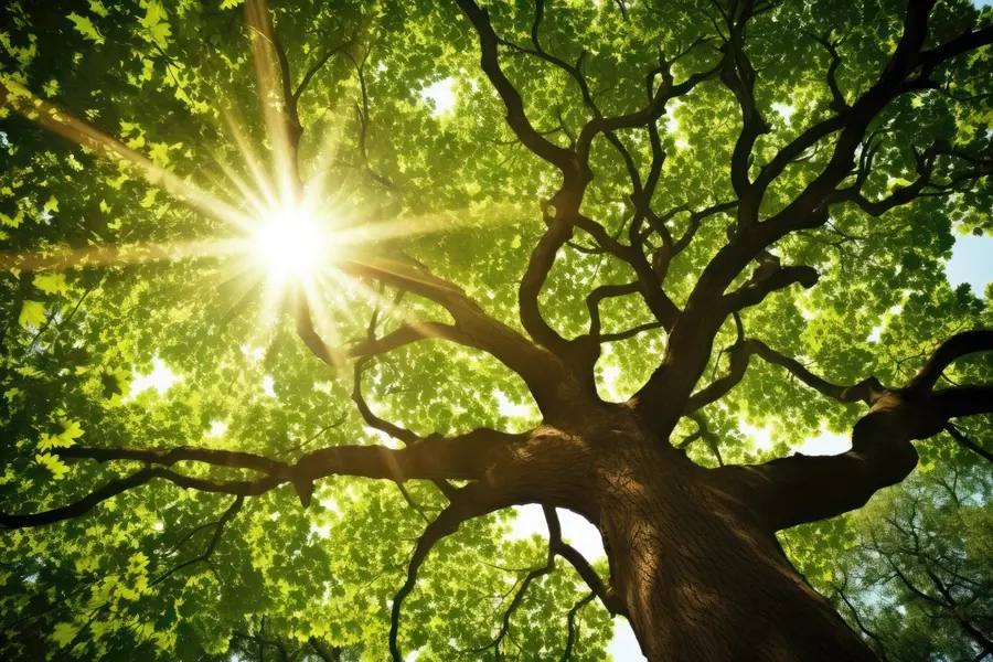 Sunlit Canopy — 300-piece jigsaw puzzle