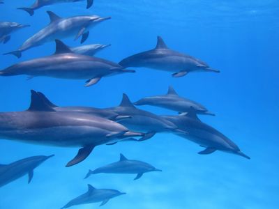 Dolphin Dance — 200-piece jigsaw puzzle