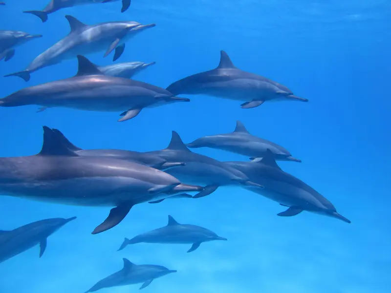 Dolphin Dance — 200-piece jigsaw puzzle
