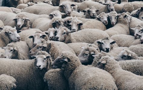 Woolly Gathering — 200-piece jigsaw puzzle