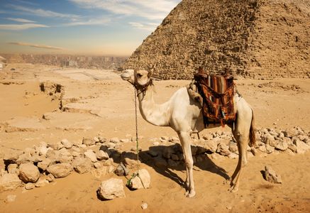 Camel at Egyptian Pyramid — 500-piece jigsaw puzzle