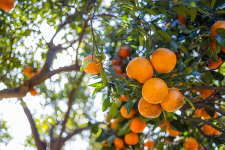 Huerto de naranjas al sol — rompecabezas de 300 piezas