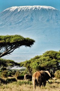 Elephants and Kilimanjaro — 100-piece jigsaw puzzle