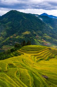 Lush Rice Terraces — 200-piece jigsaw puzzle