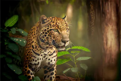 Jaguar in Jungle — 100-piece jigsaw puzzle