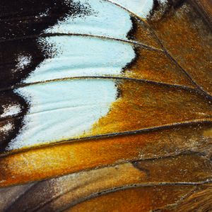 Vibrant Wing Detail — 150-piece jigsaw puzzle