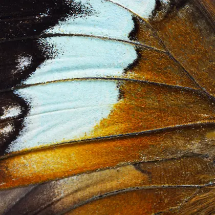 Vibrant Wing Detail — 150-piece jigsaw puzzle