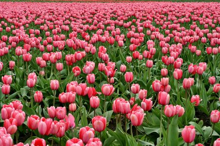 Field of Pink Tulips — 300-piece jigsaw puzzle