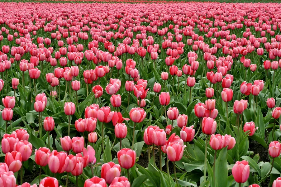 Field of Pink Tulips — 300-piece jigsaw puzzle