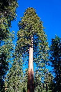 Majestic Sequoia Grandeur — 150-piece jigsaw puzzle