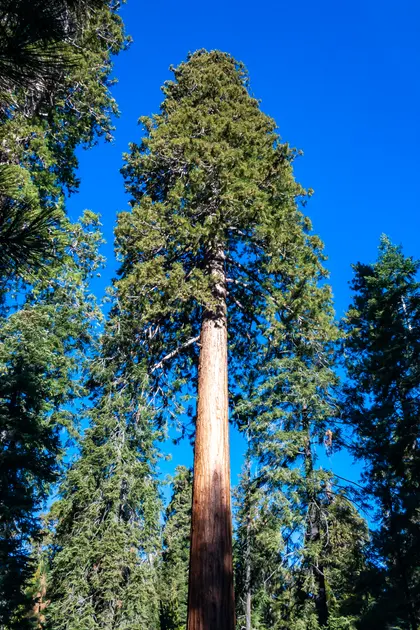 Majestic Sequoia Grandeur — 150-piece jigsaw puzzle