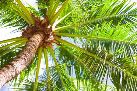 Under the Palm Canopy — 300-piece jigsaw puzzle
