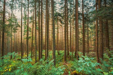 Serene Forest Light — 150-piece jigsaw puzzle