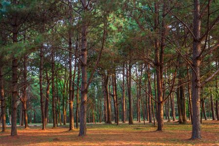 Tranquil Pine Forest — 300-piece jigsaw puzzle