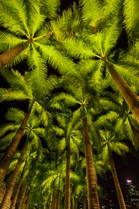 Illuminated Palm Grove — 200-piece jigsaw puzzle