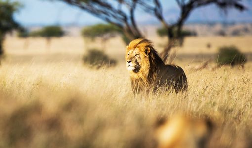 Majestic Lion in Serengeti — 150-piece jigsaw puzzle