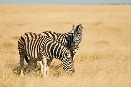 Zebra Serenity — 400-piece jigsaw puzzle