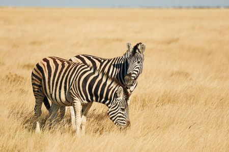 Zebra Serenity — 400-piece jigsaw puzzle
